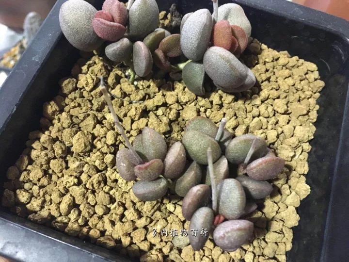 公认最美4种多肉植物图片,2014年上海多肉植物展图片