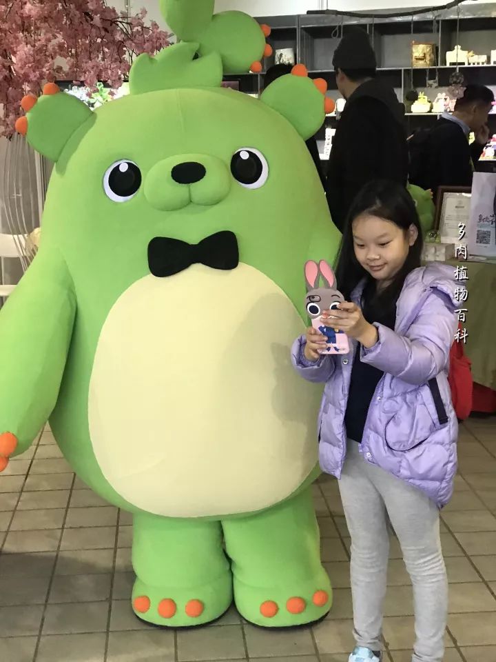 公认最美4种多肉植物图片,2014年上海多肉植物展图片