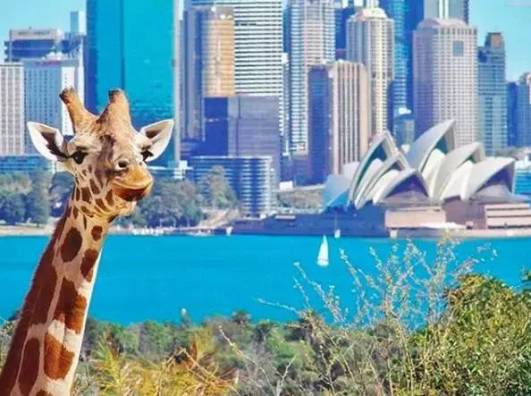 这十个成熟的小建议，送给在澳大利亚单独旅行的你！