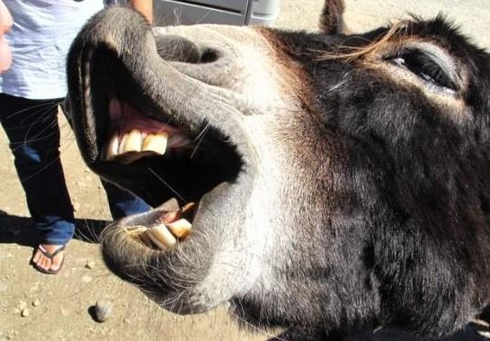 农村养驴一头驴能赚多少钱,养驴的利润与成本驴价格行情2021