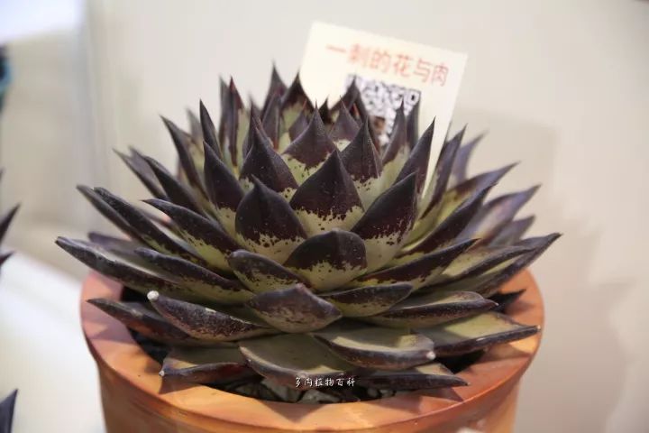 公认最美4种多肉植物图片,2014年上海多肉植物展图片