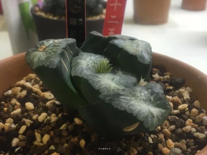 公认最美4种多肉植物图片,2014年上海多肉植物展图片