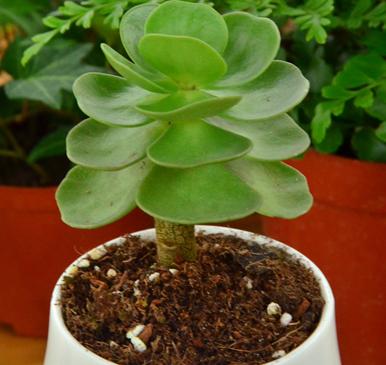 金钱木叶子发蔫变软,金钱木叶子发黄发软怎么补救