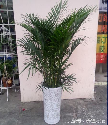 富贵椰子怎么浇水,富贵椰子放客厅多长时间浇水