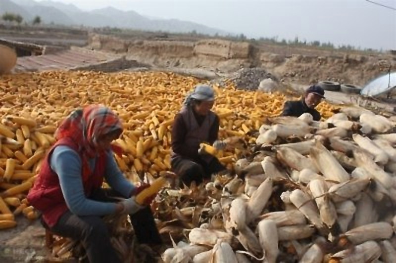 甘肃赏田园风光感受乡村魅力,甘肃渭源风景图片大全