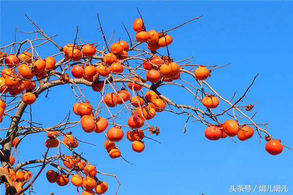 你知道什么柿子最好吃,吃柿子你一定要知道这些