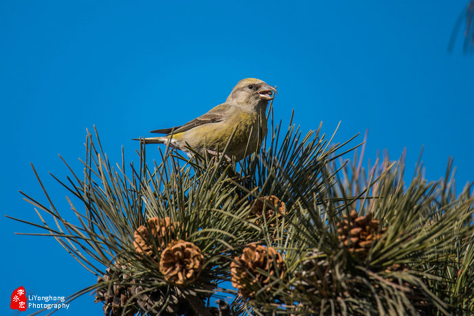 沈阳莫子山公园榆树,沈阳莫子山公园游记