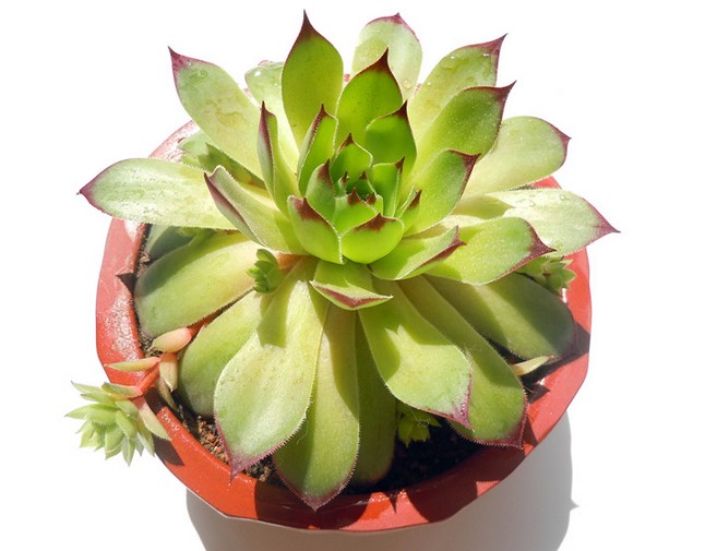 观音莲的病害夏天养殖方法,观音莲座蕨病虫害