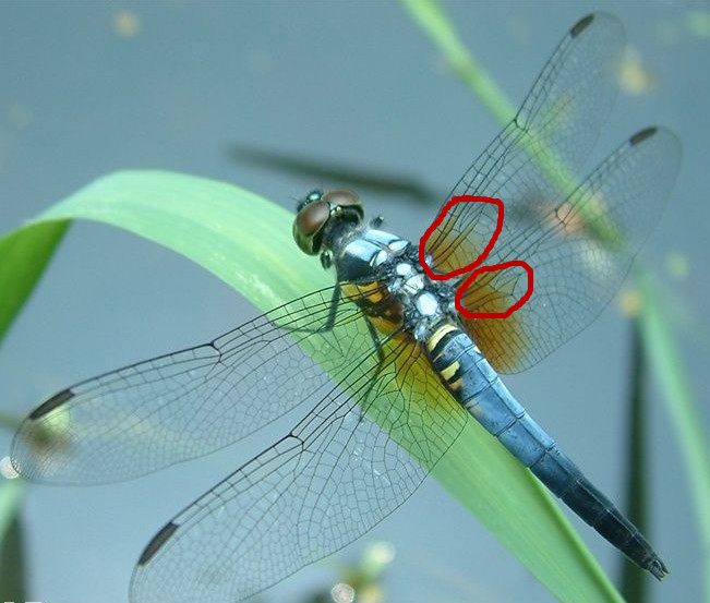 蜻和蜓的区分方法,蜻蜓的蜻和蜓怎么区分