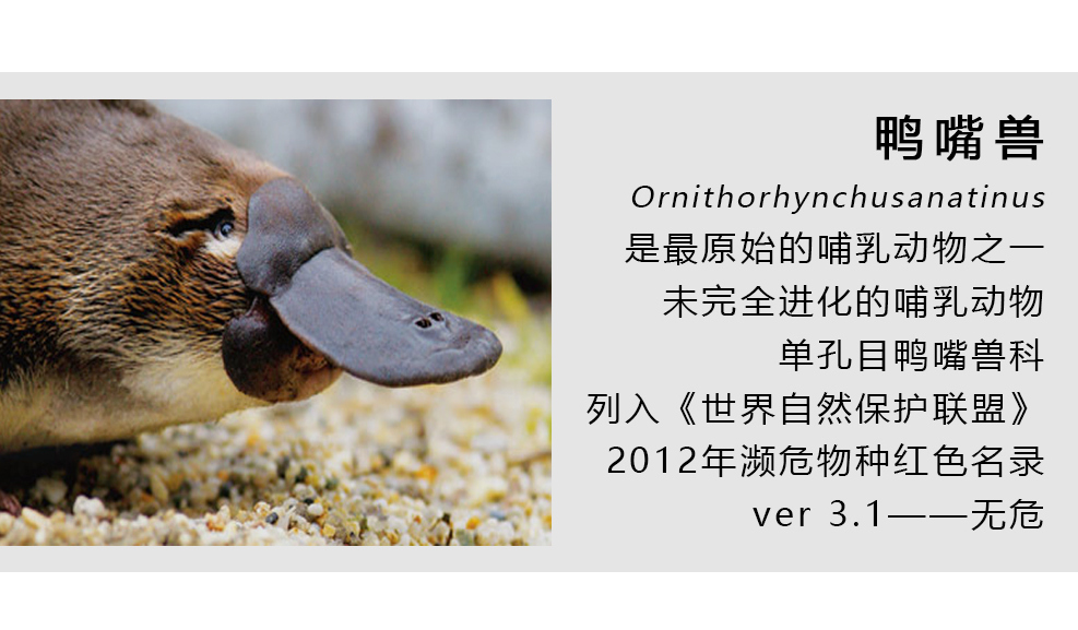 身体残缺的动物,新一代萌物鸭嘴兽