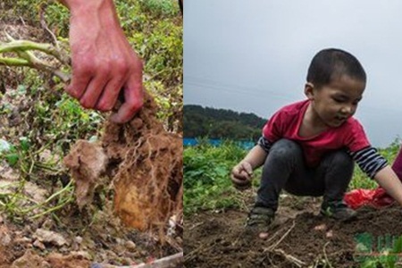误食发芽的马铃薯后怎么办,马铃薯发芽吃后会中毒吗