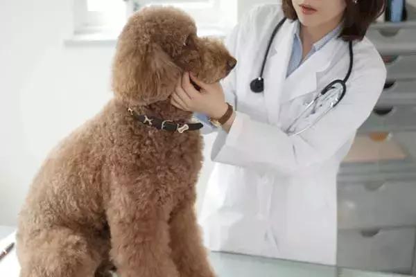 中国为什么没有正规的宠物医院,国内靠谱的宠物医院