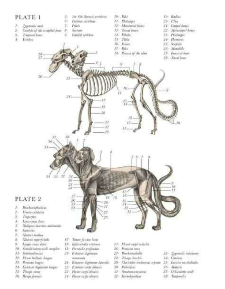 关于解剖美人鱼的电影解说,解剖美人鱼成功视频