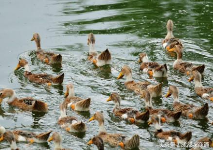 肉鸭脾坏死综合征,治鸭瘫痪的药