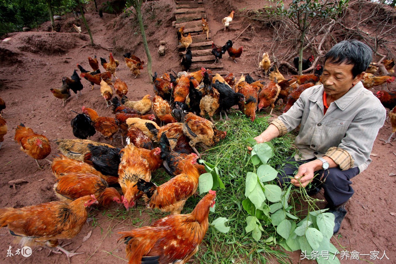 养鸡永不发瘟的土方法,养鸡必学的十大技巧