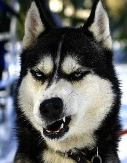 立耳的狗狗品种,狗狗品种大全视频