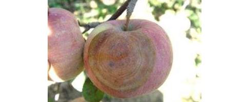 如何做好苹果腐烂病的防治工作?