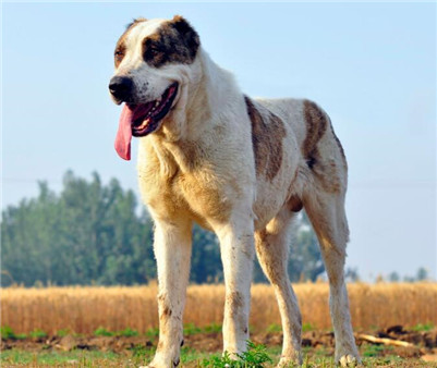 雄性中亚牧羊犬和雌性中亚牧羊犬 (纯黑中亚牧羊犬和纯黄中亚牧羊犬)