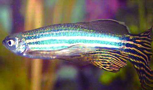 斑马鱼小型热带观赏鱼,热带斑马鱼多少钱一斤