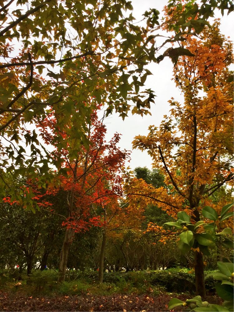 十大最美校园深圳大学,探访最美大学武汉大学