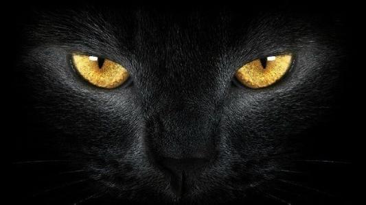 半夜走路遇到黑猫有什么办法破解,晚上12点遇到黑猫是什么征兆