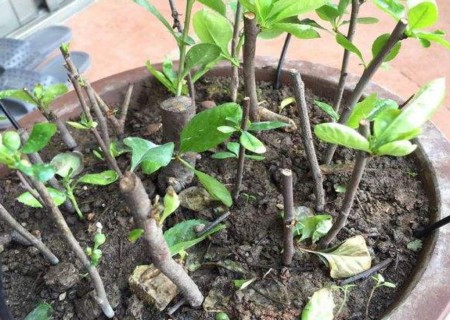 夫妻海棠叶片扦插繁殖方法,夫妻海棠花怎么扦插