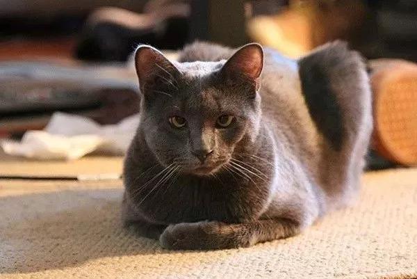 哈哈哈，原谅我拖拉机般的笑声！当喵星人被蜜蜂蜇了之后