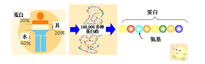 各种氨基酸之间的区别在于什么,氨基酸你知道是什么吗