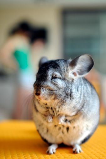 养龙猫的必需品 (龙猫的窝必须准备哪些东西)