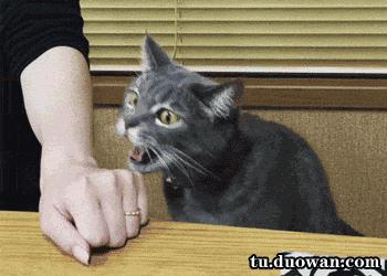 武汉联合宠物医院猫舍,武汉联合动物医院