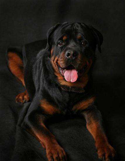 狗狗品种大全及图,狗狗品种大全价格