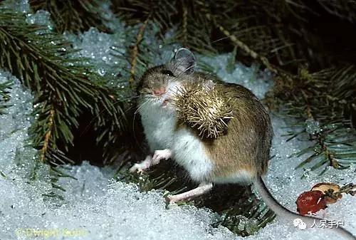 植物传播种子的方法有哪些二年级,植物的果实和种子传播方式有哪些