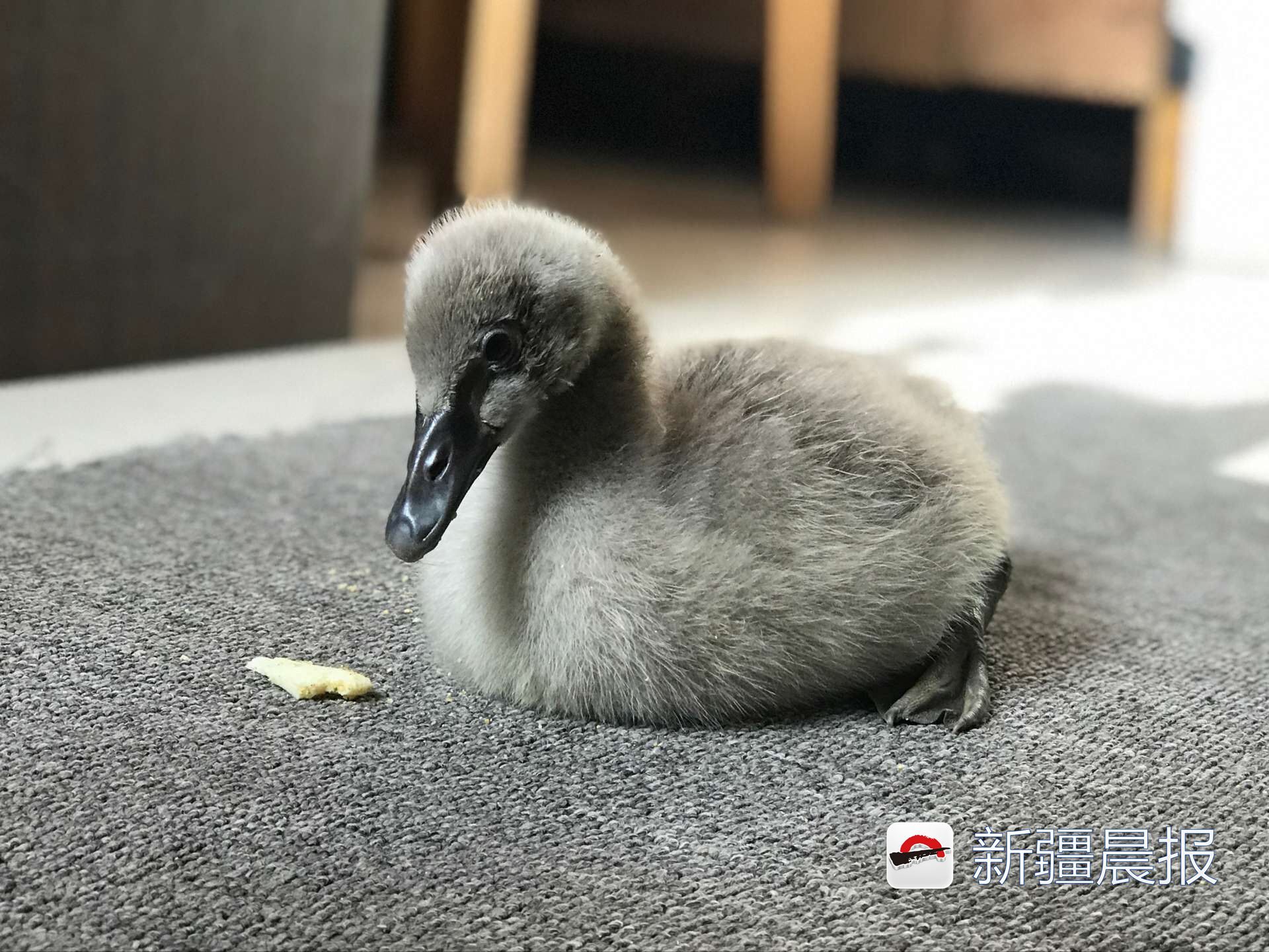 心都萌化了婴儿,心都萌化了小说