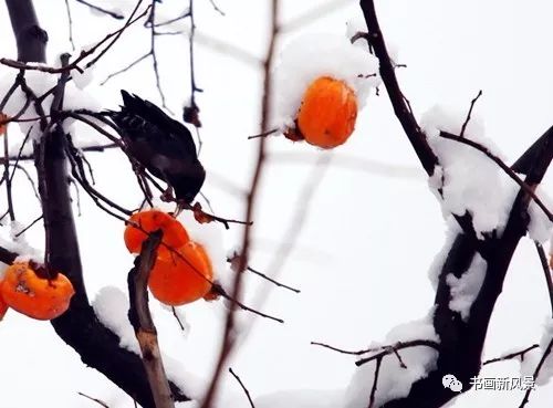 白里透红美颜,白里透红娇颜