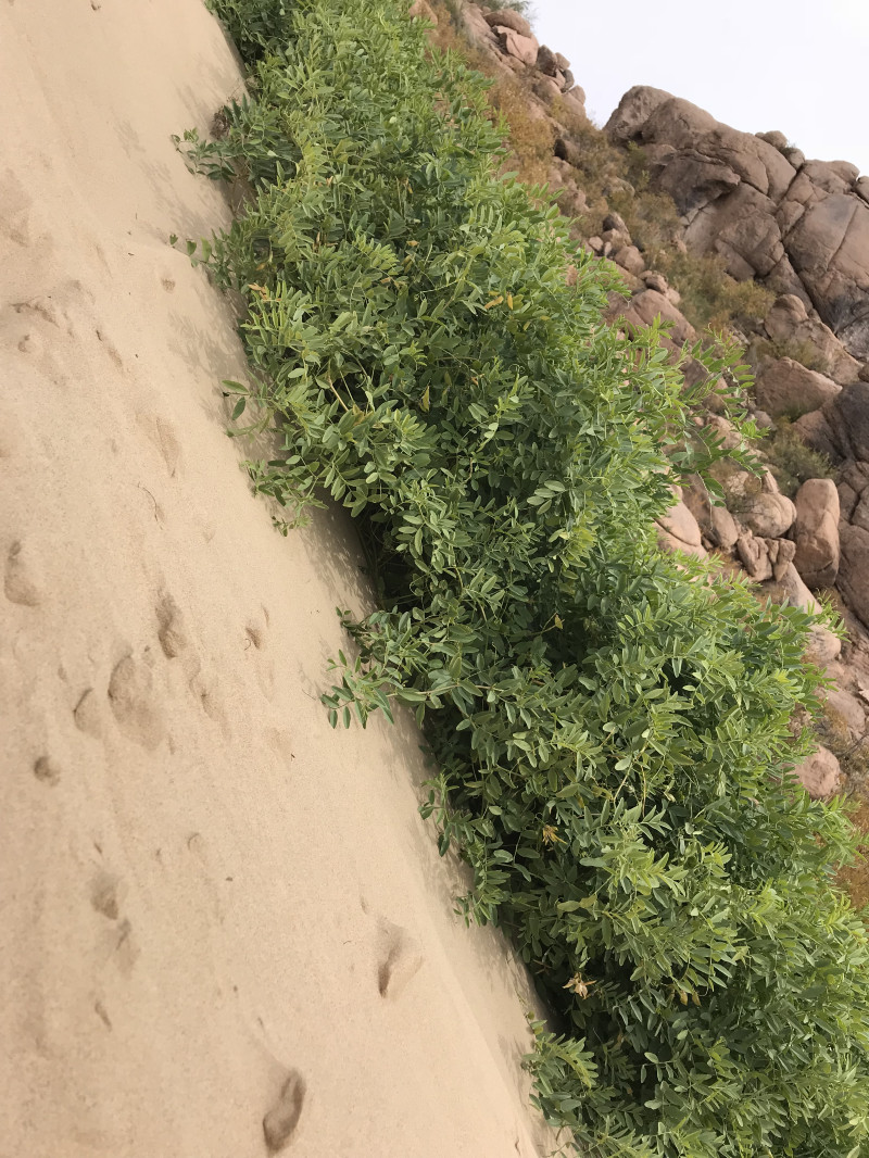 自驾赤峰草原2日,自驾赤峰草原视频