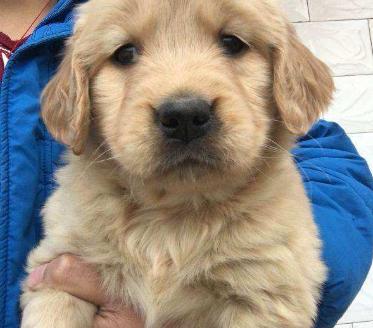 犬瘟在什么季节高发,犬瘟主人给他吃药