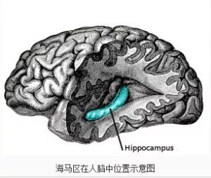 大脑学习时的脑电波,适合学习的脑电波频率