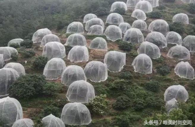 农村山上出现树罩“蚊帐”城里人看不懂,农民却靠它亩收4万元