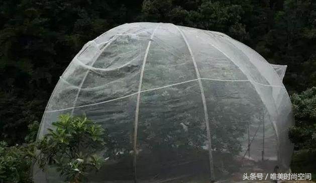 农村山上出现树罩“蚊帐”城里人看不懂,农民却靠它亩收4万元