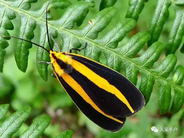 幺蛾子介绍,蛾子的宝宝