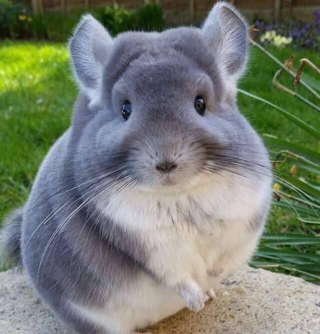 龙猫喂养最好的方法,龙猫喂养的正确方式