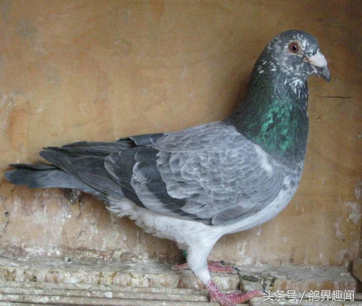 养鸽子必备的药物,要想鸽子不生病平常喂点什么呢