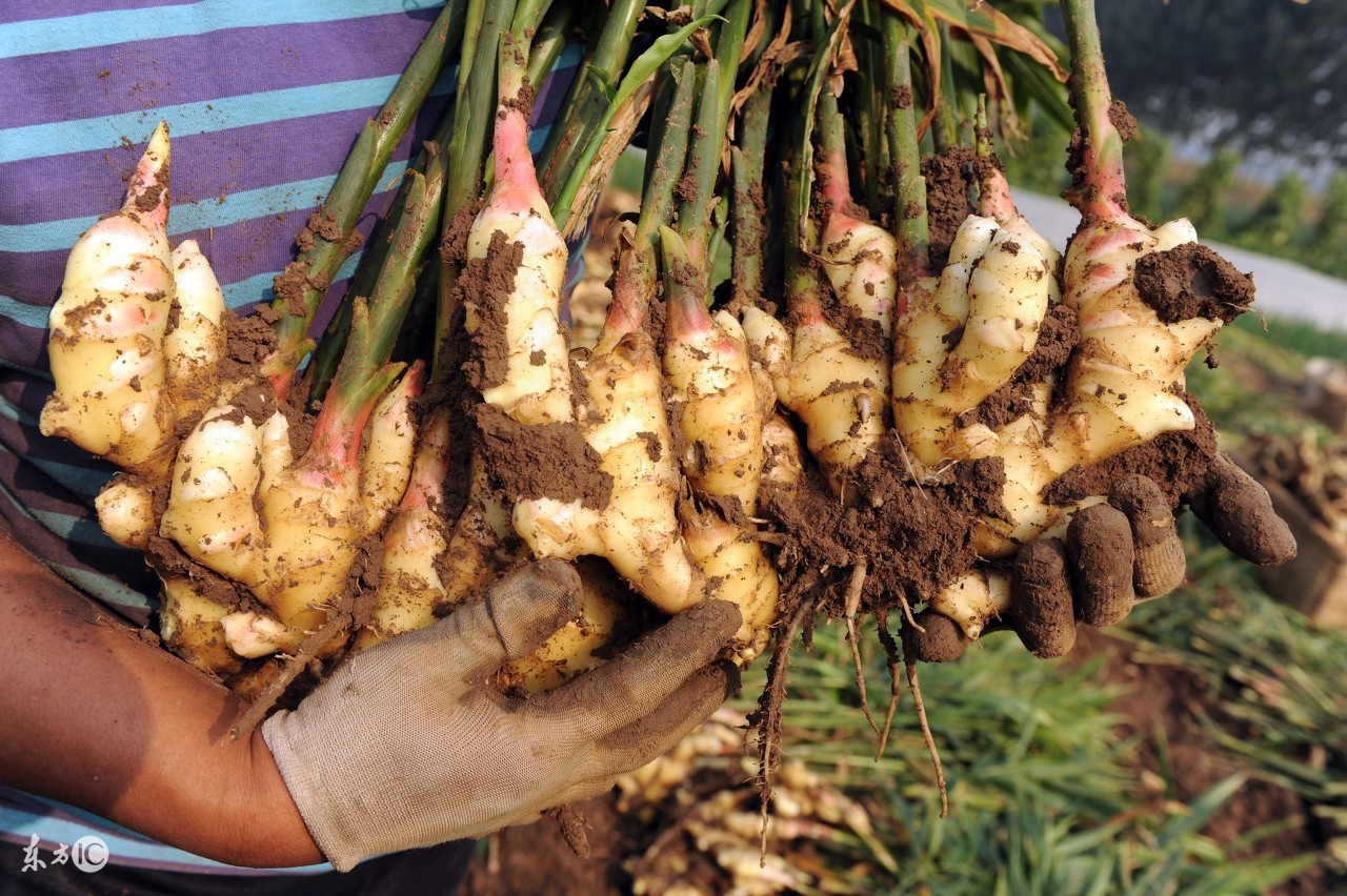 姜种植盆栽方法,姜种植方法盆栽