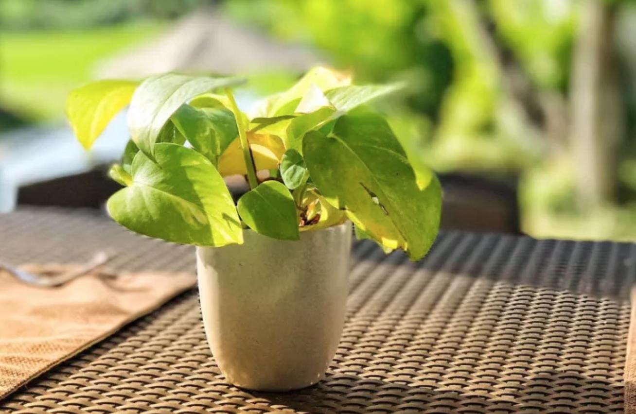 与火山对望的日子,巴厘岛阿贡火山2017年喷发