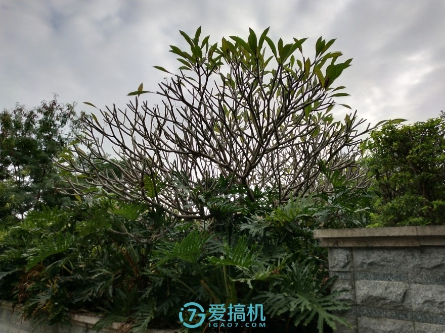 vivox20手机年度最佳拍照,vivox20柔光双摄测试