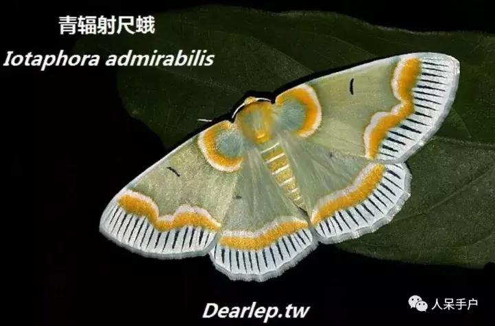 幺蛾子介绍,蛾子的宝宝