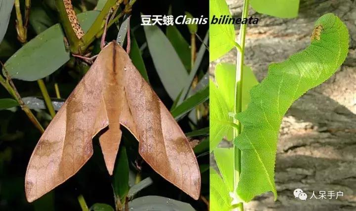 幺蛾子介绍,蛾子的宝宝