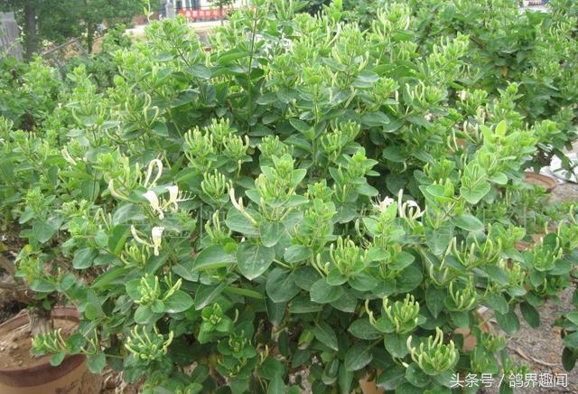 对鸽子有益的植物,养鸽天然植物