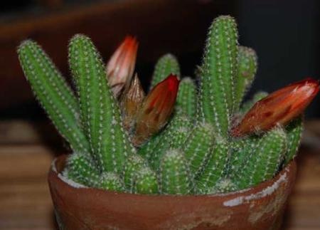 仙人指开花以后养护技术,仙人指怎样才能开花