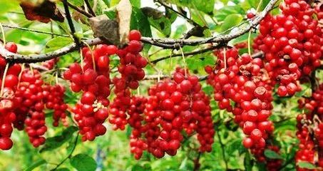 白山地区好的地方特产,白山特产有哪些值得买